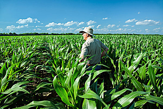 农业,农民,地点,生长,玉米,农作物,靠近,英格兰,阿肯色州,美国