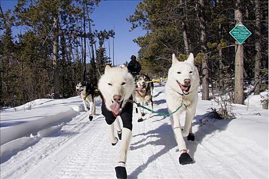 狗拉雪橇,团队,正面,两个,白色,领着,狗,小路,育空地区,加拿大