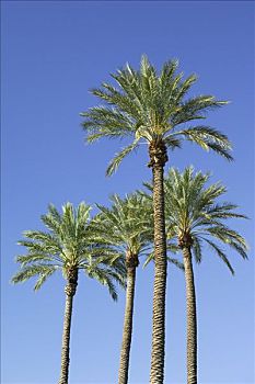 棕榈树,拉斯维加斯,内华达,美国