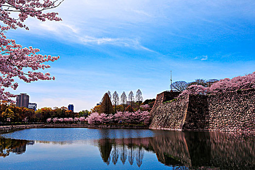 樱桃树,大阪城,公园