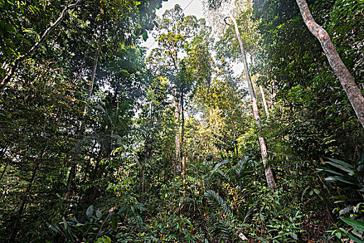 丛林,国家公园,马来西亚,亚洲