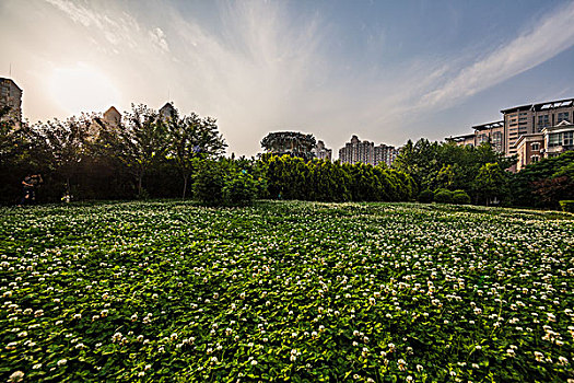 城市草地