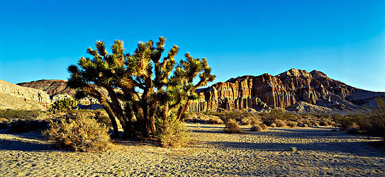 约书亚树,莫哈韦沙漠,加利福尼亚,美国