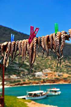 章鱼,拴狗绳,克里特岛,希腊,欧洲