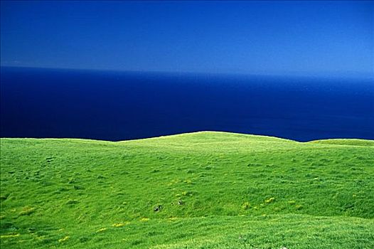 夏威夷,柯哈拉,山,绿色,草场,远景,海洋,背景