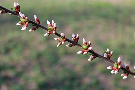 芽,樱桃属,花