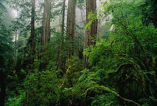 树林,草原小溪红杉州立公园,加利福尼亚,美国