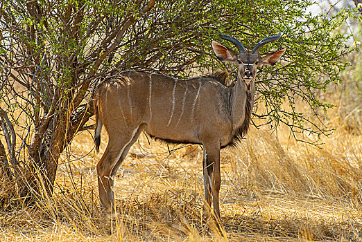 雄性,捻角羚,羚羊,大捻角羚,自然生境,埃托沙国家公园,纳米比亚