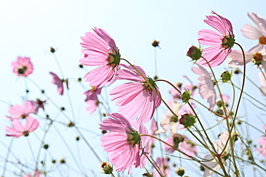 花,波斯菊