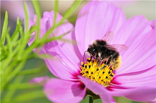 蜜蜂,进食,天宇,花