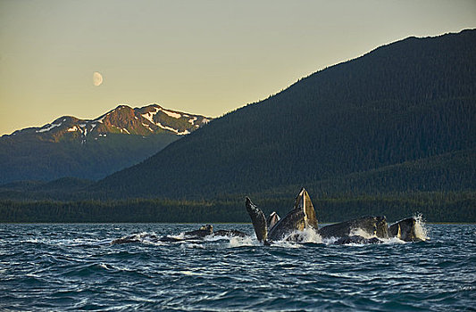 鲸,喂食,运河,月亮,上方,靠近,东南阿拉斯加