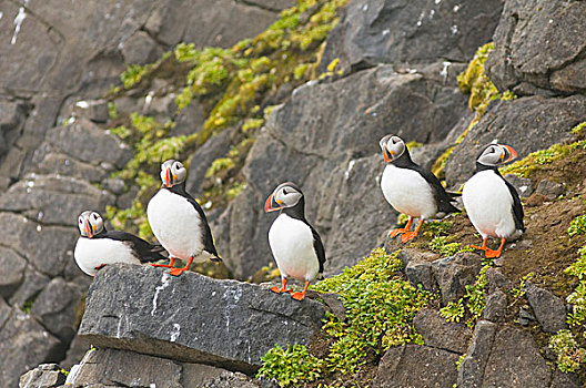 挪威,斯瓦尔巴群岛,斯匹次卑尔根岛,大西洋角嘴海雀,角嘴海雀,北极,成年,栖息,悬崖