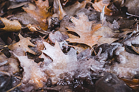 落叶,冰冻,冰,叶子,冬天,自然