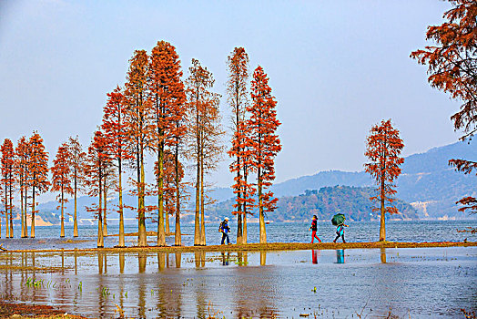 秋色,秋意,水杉,树林