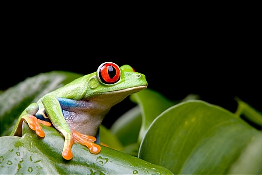 红眼树蛙,植物