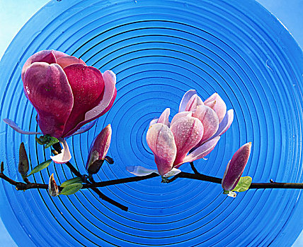 嫩枝,木兰,花,蓝色背景,玻璃板