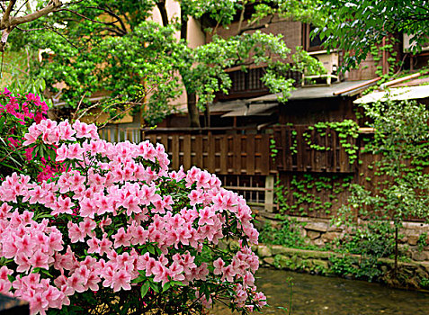 袛园,京都,日本