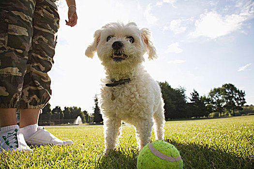 狗,公园,网球
