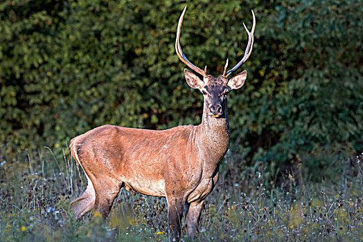 赤鹿,鹿属,鹿,雄性,站立,边缘,树林,匈牙利,欧洲