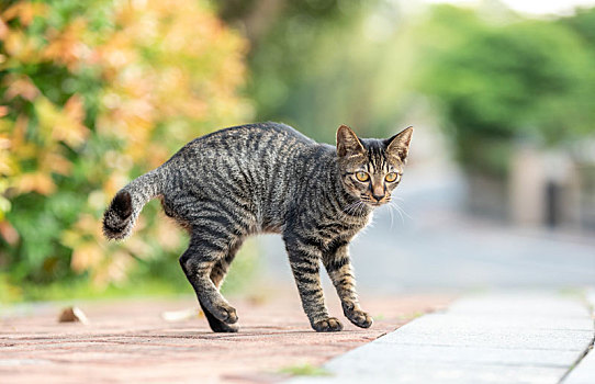 后院花园里玩耍的可爱猫眯