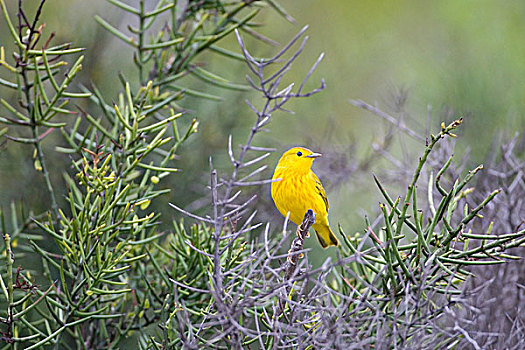 厄瓜多尔,黄色,鸣禽,加拉帕格斯群岛