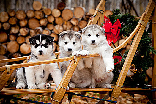 西伯利亚,哈士奇犬,小狗,传统,木质,狗拉雪橇,圣诞花环,阿拉斯加