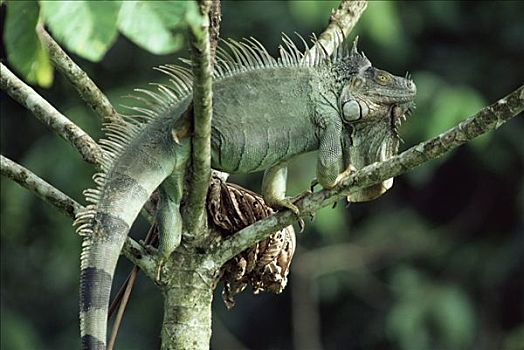 绿鬣蜥,哥斯达黎加
