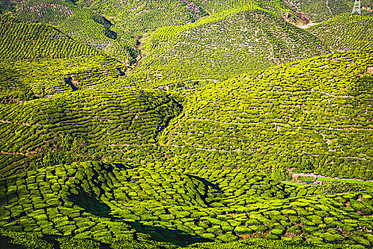 丘陵地貌,茶,种植园,培育,金马伦高地,马来西亚,亚洲