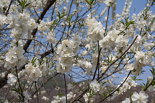 香山植物园内鲜花