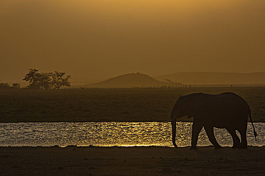 肯尼亚山国家公园非洲象群日落