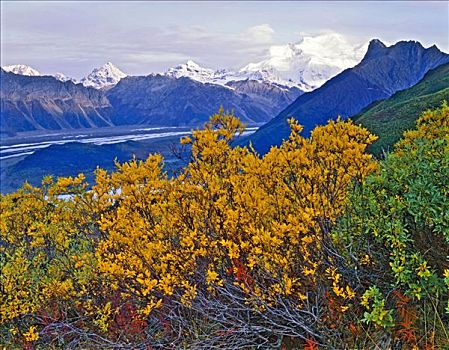 秋天,棉白杨,顶峰,兰格尔山,兰格尔,兰格尔圣伊莱亚斯国家公园,保存,阿拉斯加