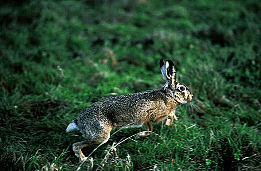 欧洲,棕兔,欧洲野兔,成年,跑,草地