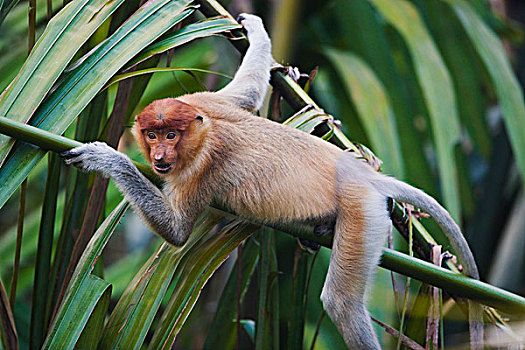 喙,猴子,青少年,檀中埠廷国立公园,印度尼西亚