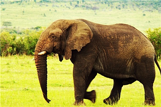 非洲,野生,大象