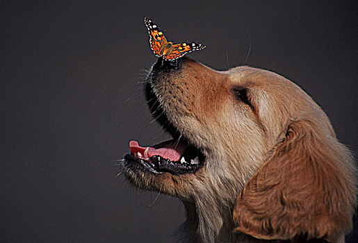金毛猎犬,蝴蝶,鼻子