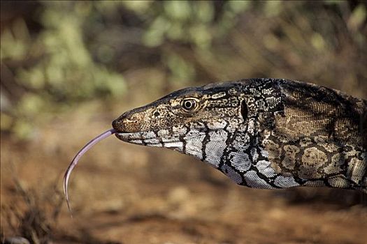 舌头,北领地州,澳大利亚捷蜥蜴,蜥蜴德克萨斯,有角,蜥蜴,成年,瑞欧
