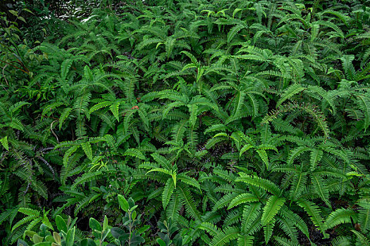 蕨类植物