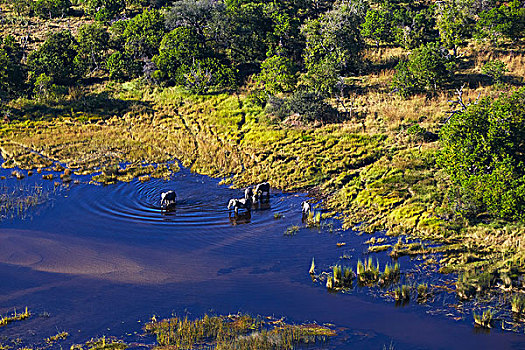 航拍,大象,奥卡万戈三角洲,博茨瓦纳,非洲