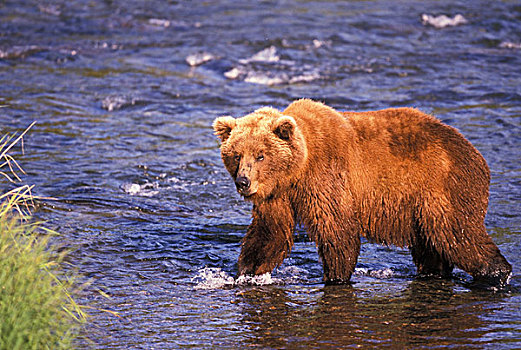 美国,阿拉斯加,卡特麦国家公园,溪流,秋天,棕熊
