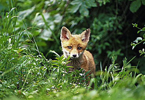 红狐,狐属,幼兽,专注
