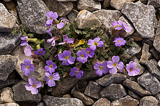 普通,紫芥菜,花,石头,山,克里特岛,希腊,欧洲