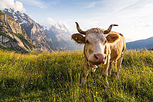母牛,穿,铃,正面,艾格尔峰,山,伯尔尼阿尔卑斯山,格林德威尔,伯恩,瑞士
