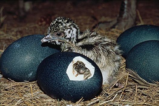 鸸鹋,孵化动物,坐,蛋,一个,孵化,澳洲南部,澳大利亚