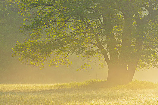 树,赤杨,晨雾,日出,自然保护区,黑森州,德国,欧洲