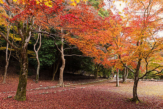 树,红叶,地毯,岚山