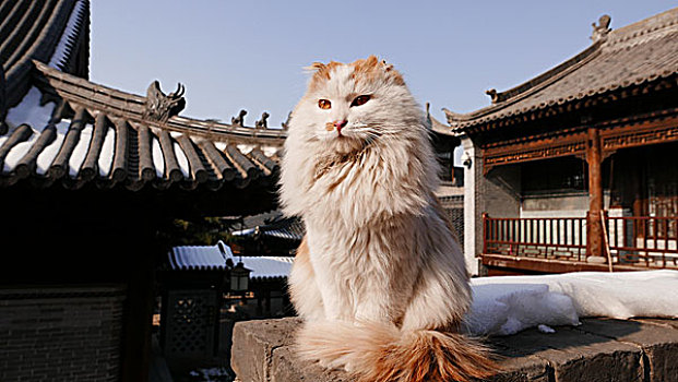 古观音禅寺里的猫