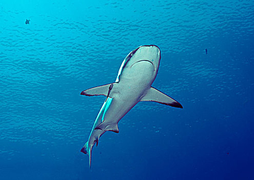 灰礁鲨,帕劳,密克罗尼西亚,大洋洲