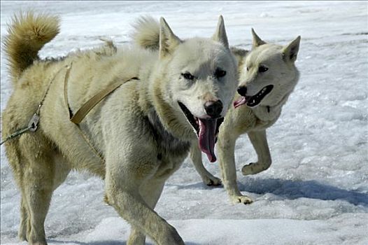 两个,雪橇,狗,冰河