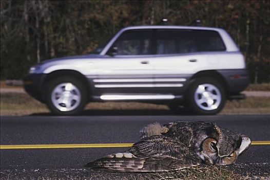 大雕鸮,成年,杀死,途中,罗利市,北卡罗来纳,美国