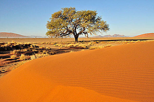 刺槐,脚,沙丘,靠近,索苏维来地区,纳米布沙漠,公园,纳米比亚,非洲
